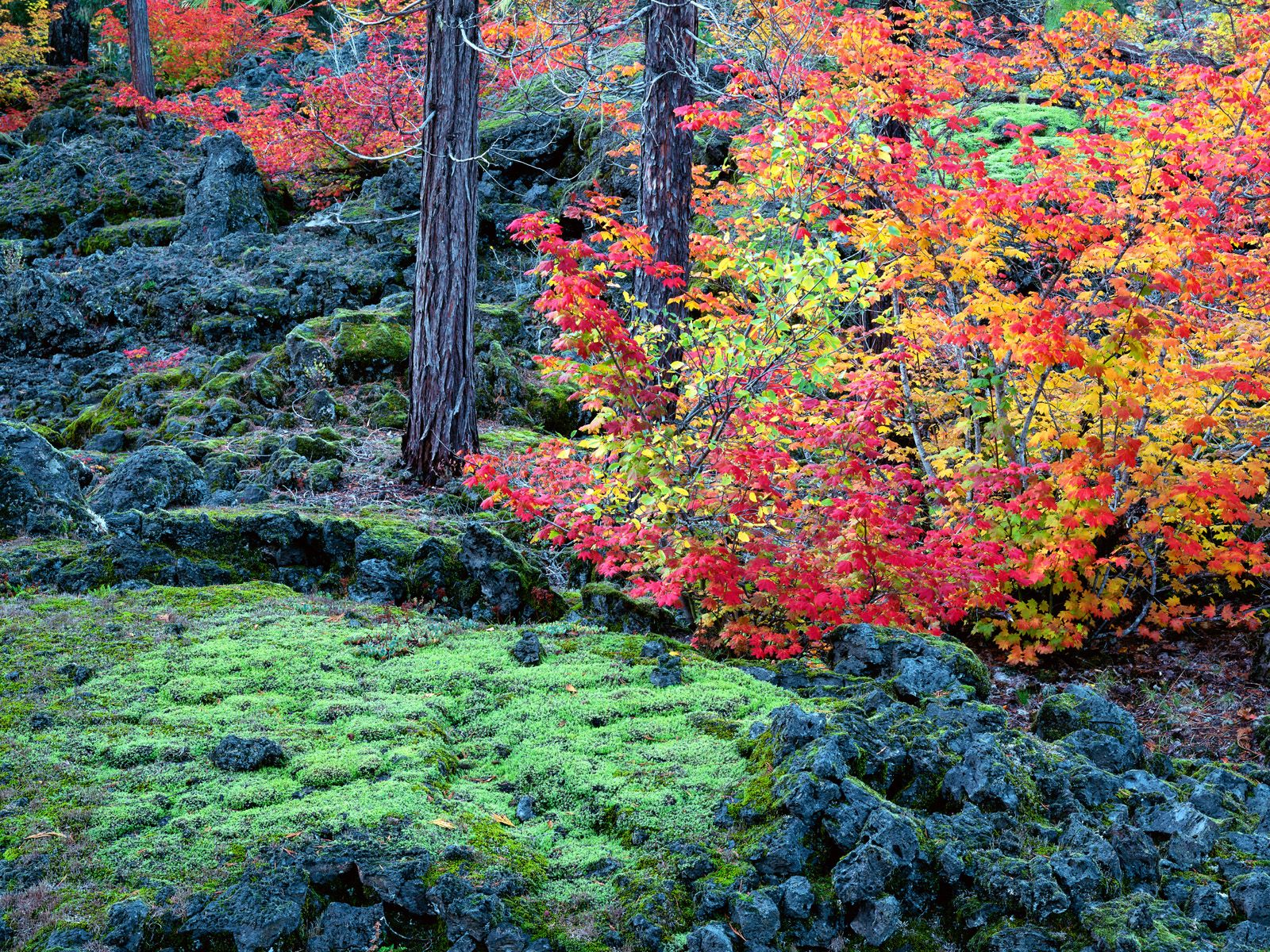 [McKenzie+Lava+Fields,+Willamette+National+Forest,+Oregon.jpg]