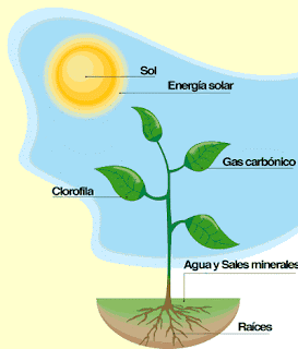 Sustancias anabolicas wikipedia