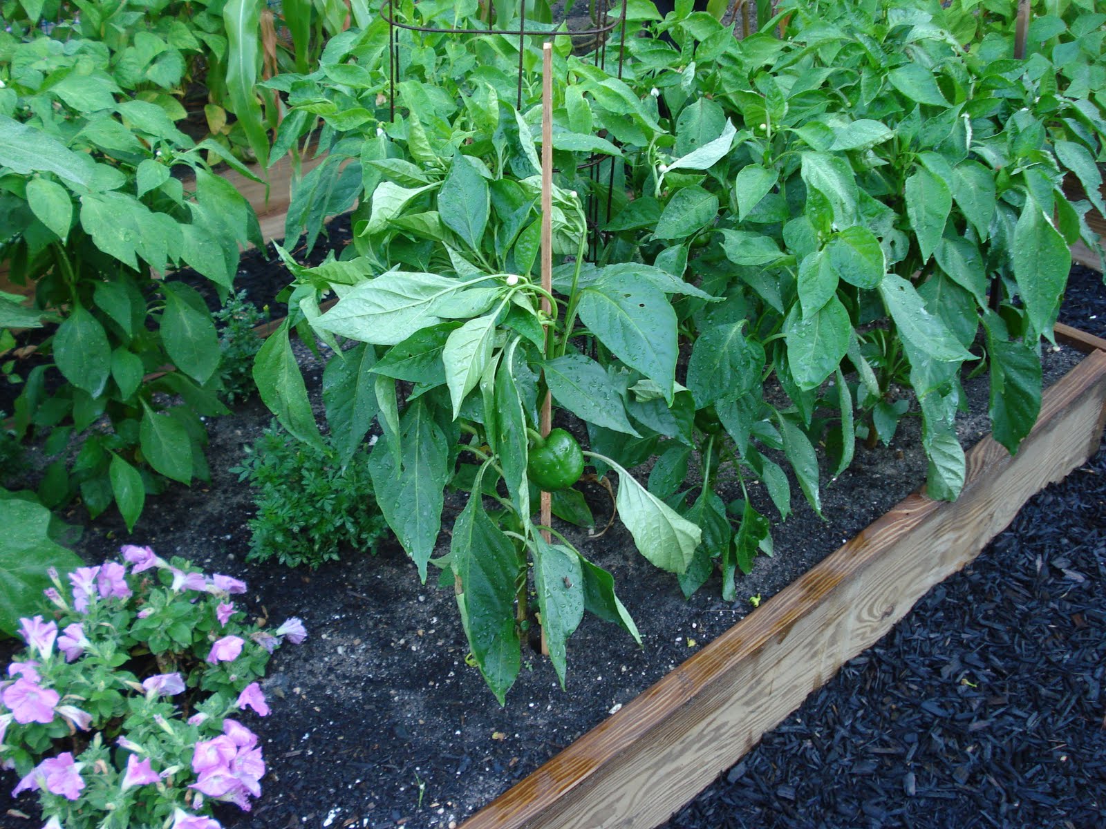 Debbie�s Potager July 2010