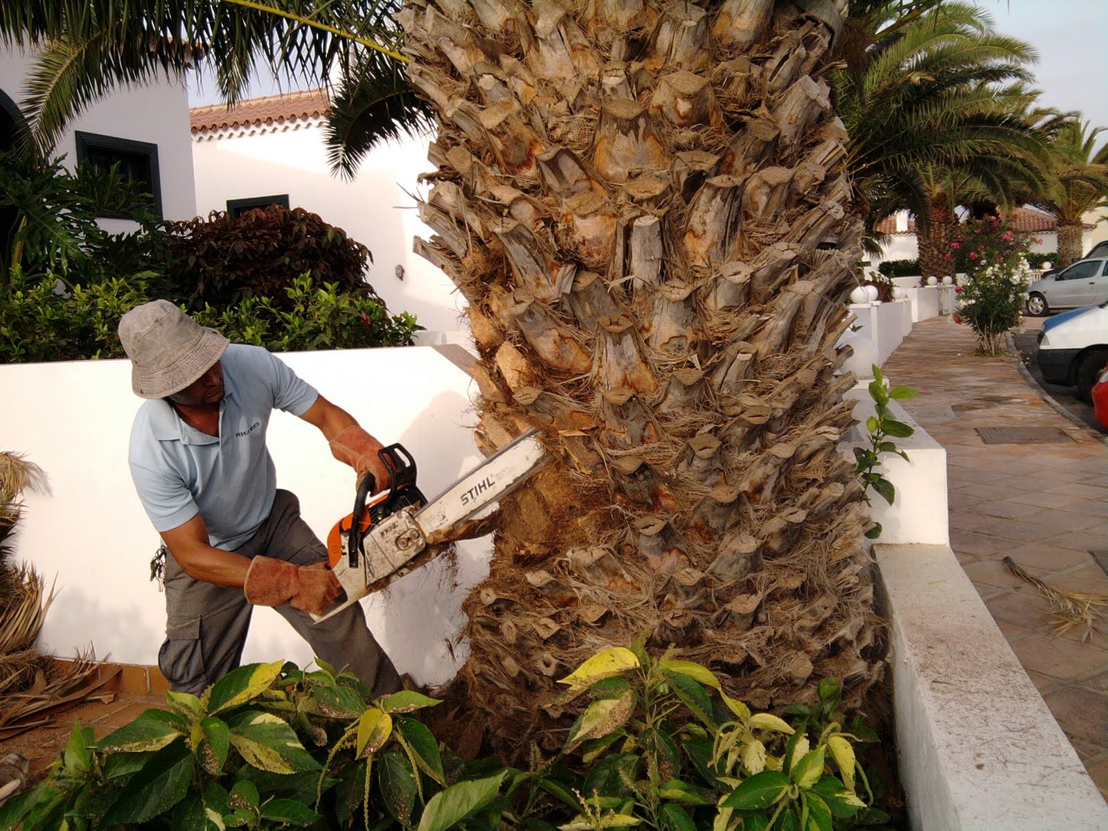 Pebble Beach: Eliminacion de palmera canarias