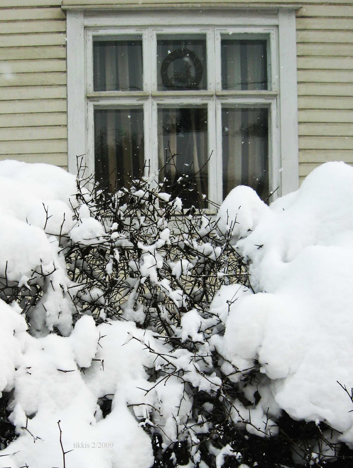 [ikkuna+jonka+edessa+luminen+pensasaita.jpg]