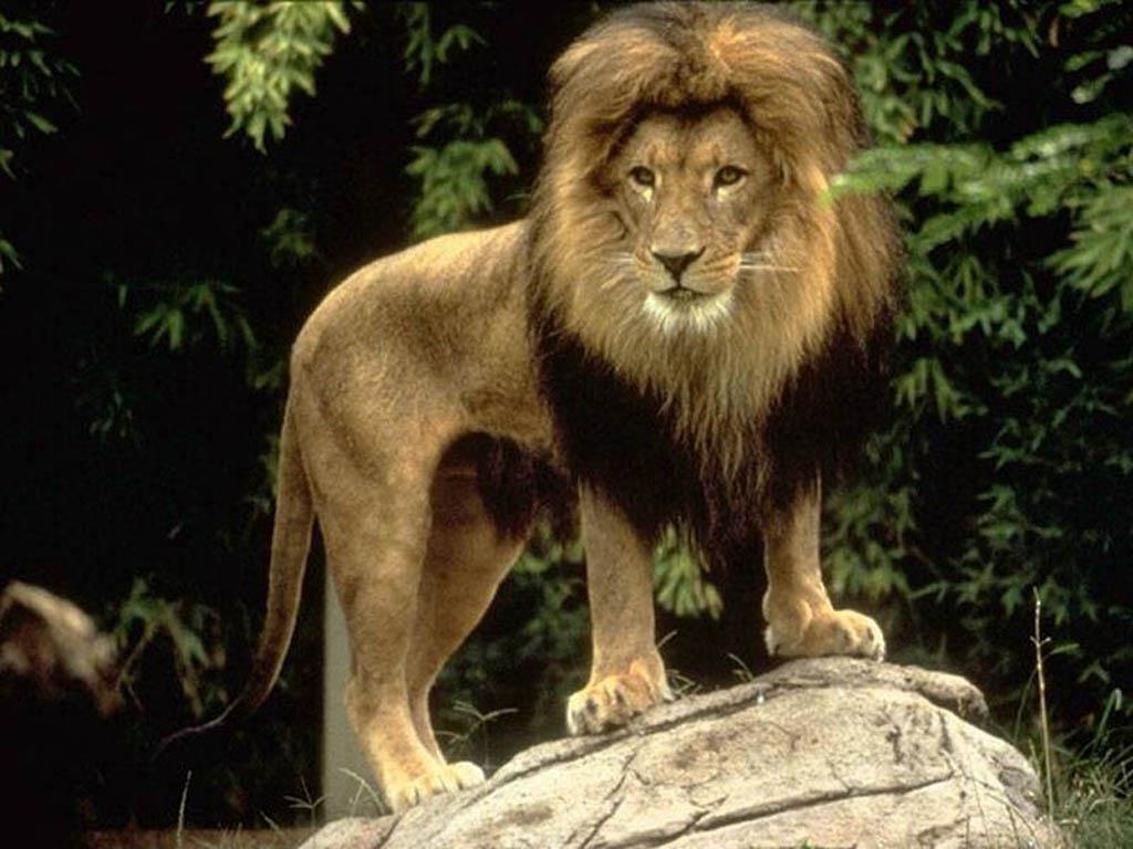 leones peleando