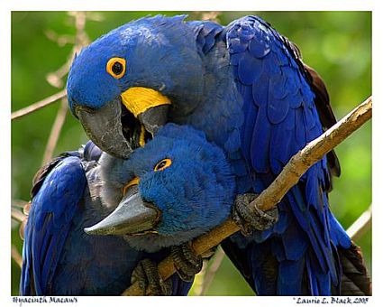 Hyacinth Macaw