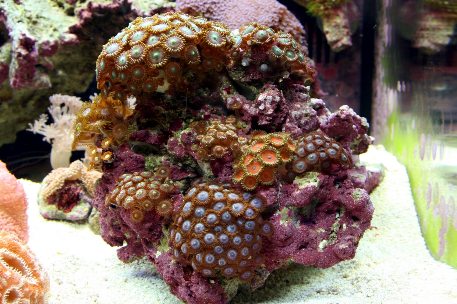 zoa+rock+3-_1000.jpg