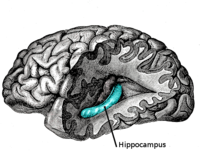 [hippocampus+(WIKIPÈDIA).png]