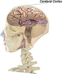 [200px-Cerebral_Cortex_location.jpg]