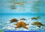 [Fons++del++Mar]