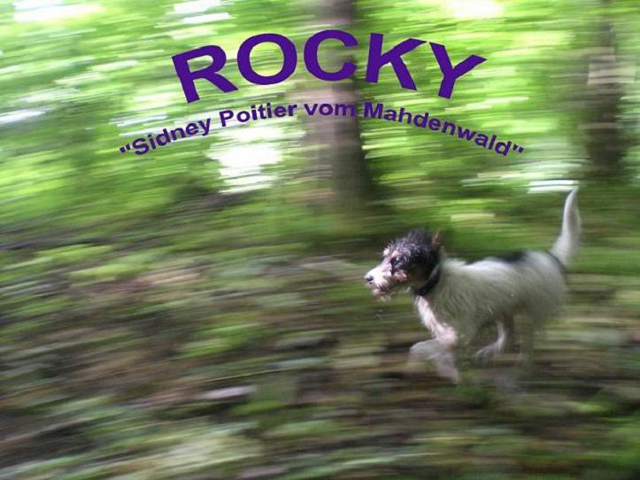 Rocky "Sidney Poitier vom Mahdenwald"