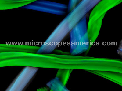 fibres under microscope. Fibres Under The Microscope.