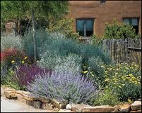 Maggie May USA: Xeriscape the medians, or if you prefer 