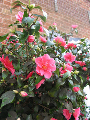 Camelia