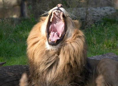 Funny Stuff: Very Funny Images Of Open Mouth Of Animals