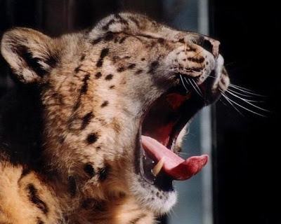 Funny Stuff: Very Funny Images Of Open Mouth Of Animals