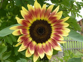 Sonnenblumenöl - Helianthus annuus