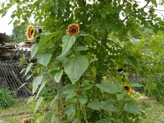 Sonnenblumenöl - Helianthus annuus