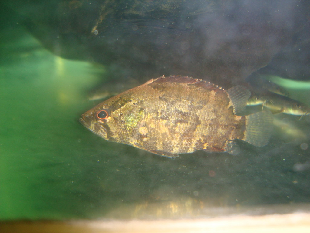 Ikan Tembakang