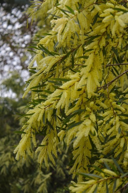 Acacia Floribunda