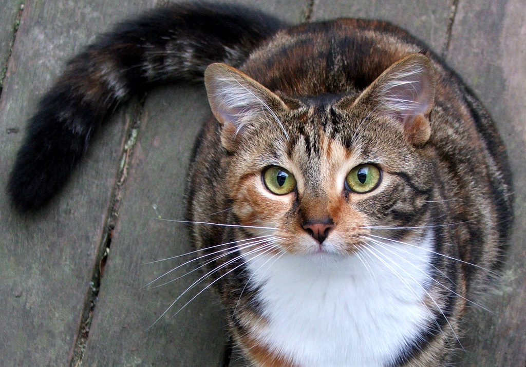Tortoiseshell cats Tortoiseshell cats
