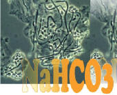 Curenaturalicancro.org