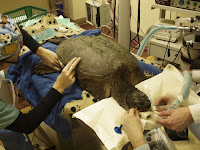a veterinarian performs eye surgery on a snapping turtle