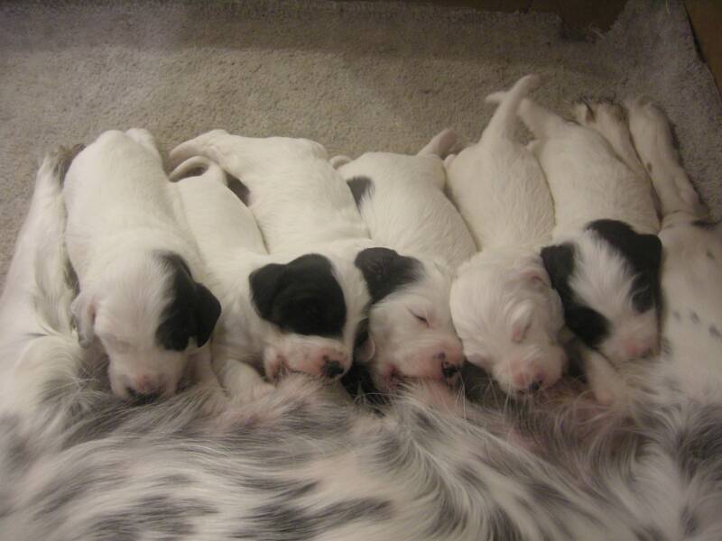 Women+breastfeeding+puppies