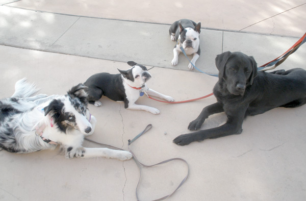 [Splashfourdogsettleweb.jpg]