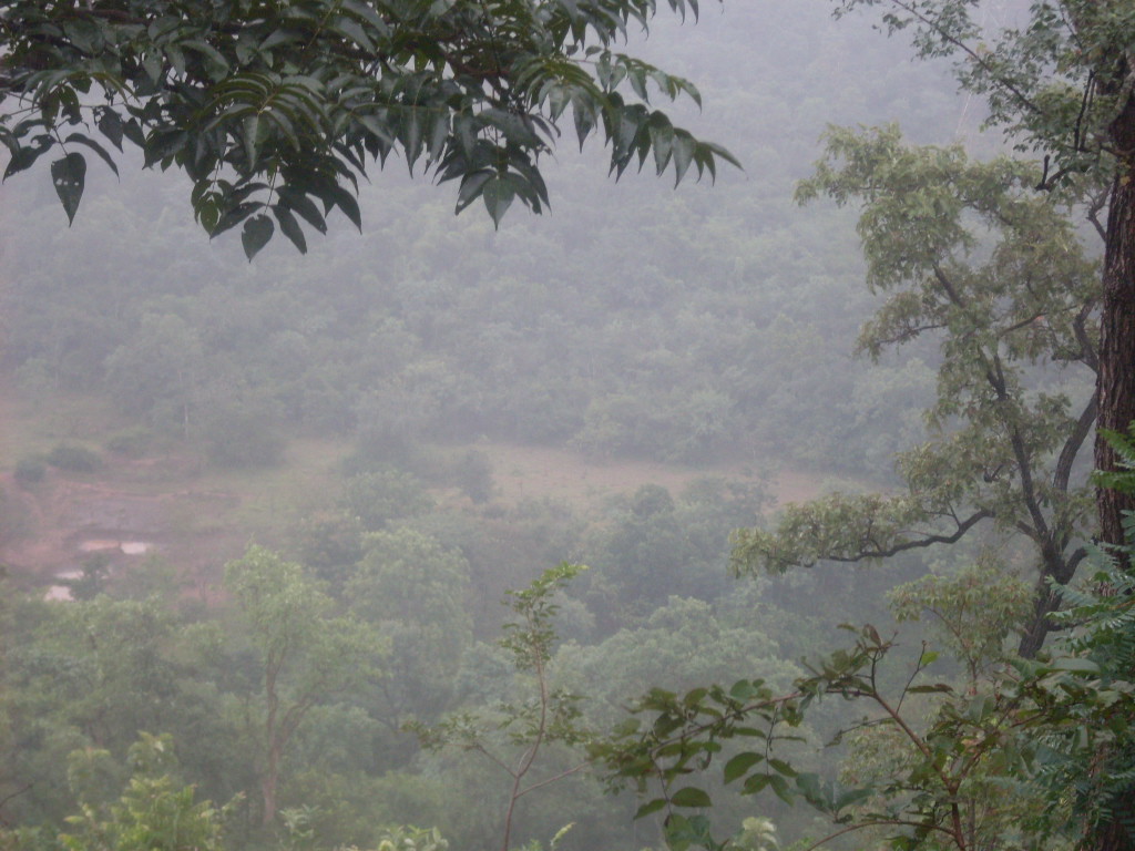 Nallamala Forest Photos