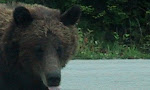 Alaskan Dump Bear Weighs in on Palin