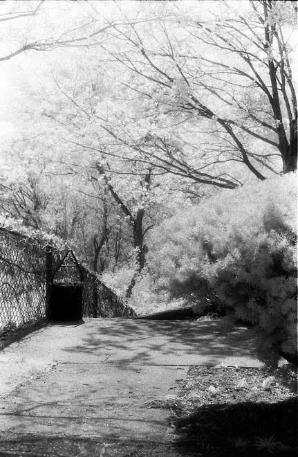 Mom's Front Walk, Woburn, Mass.