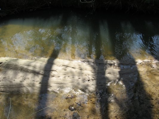 [coon+prints+on+sandbar_1_1.JPG]