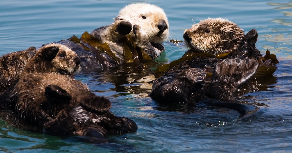 Just a Blog: Berang-berang Laut