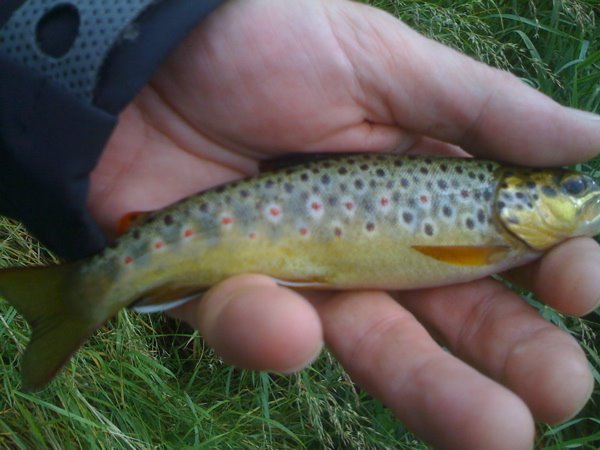 [wild+brown+trout.jpg]