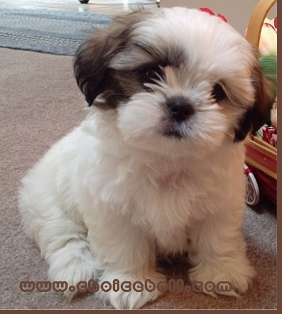 Dog Teddy Bear produced on a