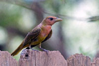 Immature Summer Tanager