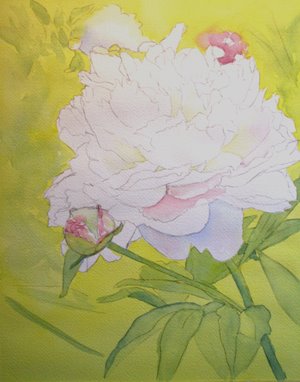 [whitepeony1.jpg]