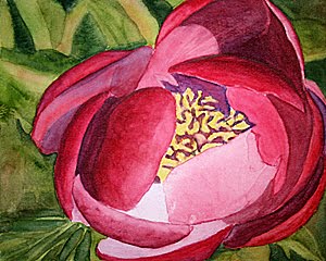 [redpeony2.jpg]