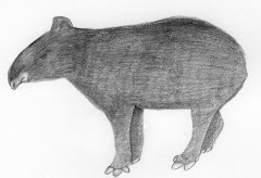 Tapir da Montanha