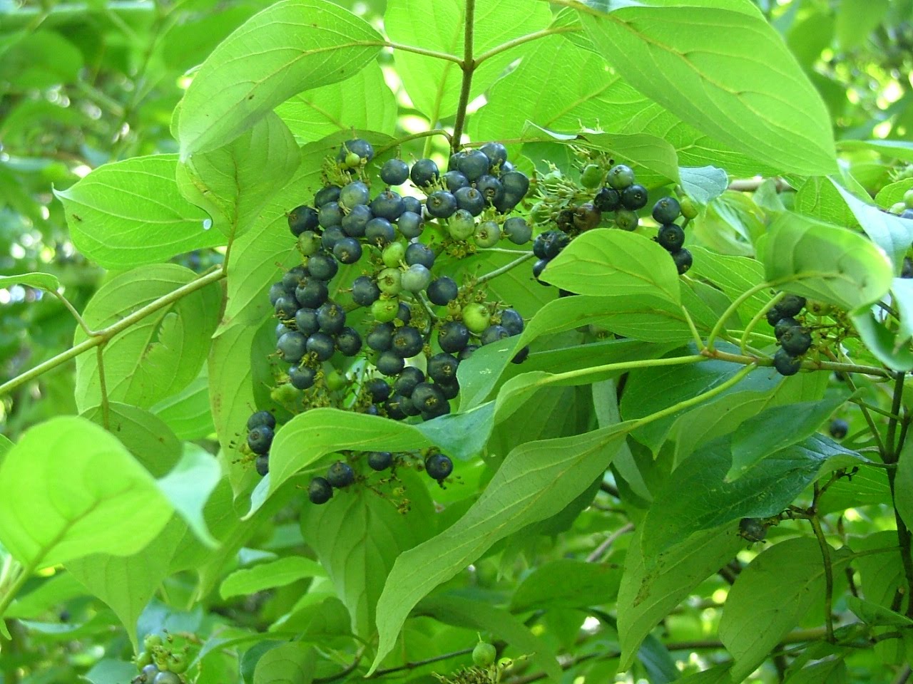Dogwood+berries