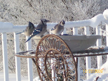 BlueJays Visit After Our Christmas 2009 Blizzard