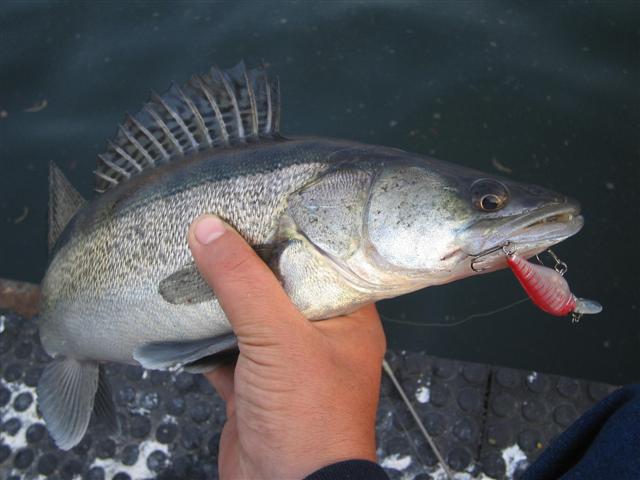 Smudj na Savi u zimskom periodu Smudj na Savi u zimskom periodu