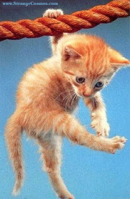 hang on kitty