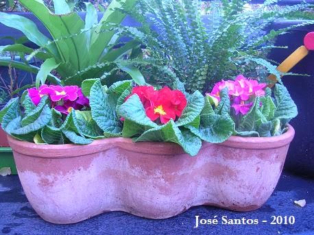 [primulas2010_2.jpg]