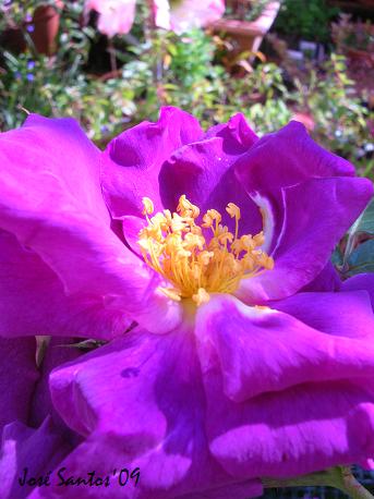[rosa_lilas.jpg]