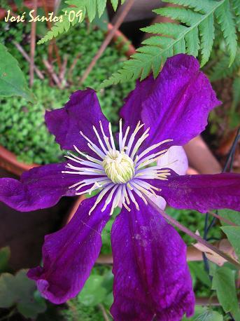 [clematis_purple.jpg]