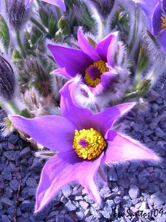 [kew_gardens_04.jpg]