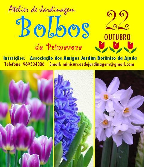 [curso_bolbos.JPG]