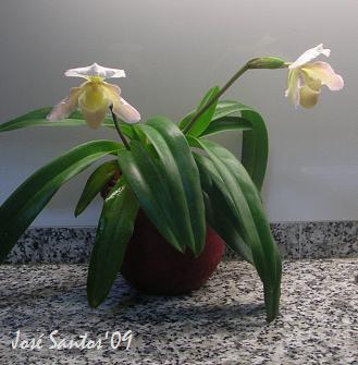 [paphiopedilum_09_1.jpg]
