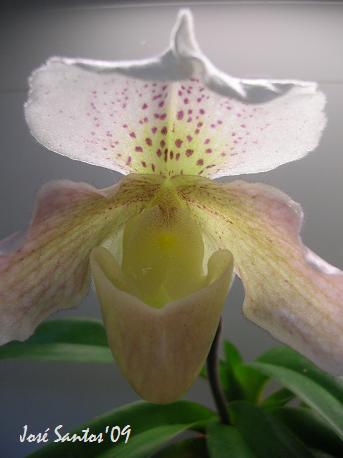 [paphiopedilum09_2.jpg]
