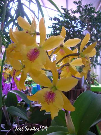 [cattleya_esw2.jpg]