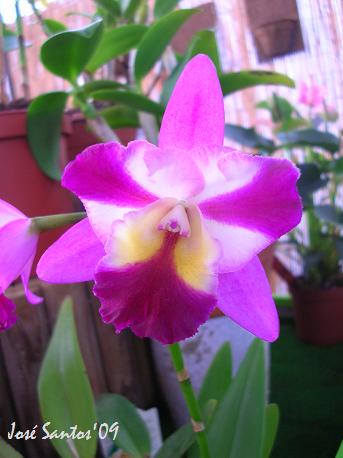 [cattleya_esw3.jpg]